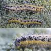 Pieris brassicae